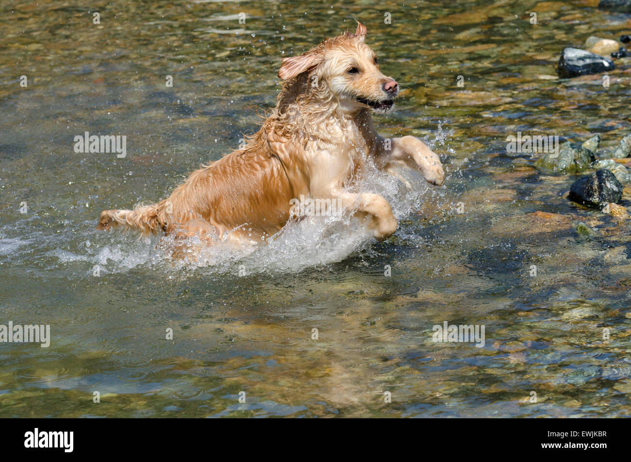 golden retriever running in the lake Stock Photo - Alamy