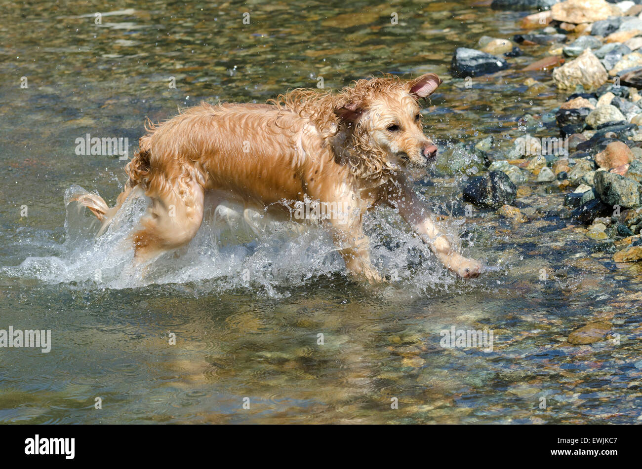 golden retriever running in the lake Stock Photo - Alamy