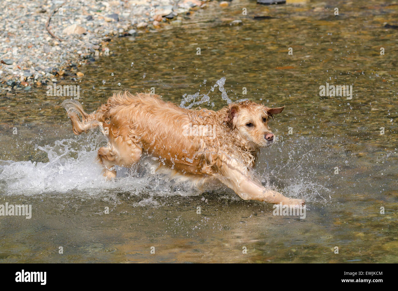 golden retriever running in the lake Stock Photo - Alamy