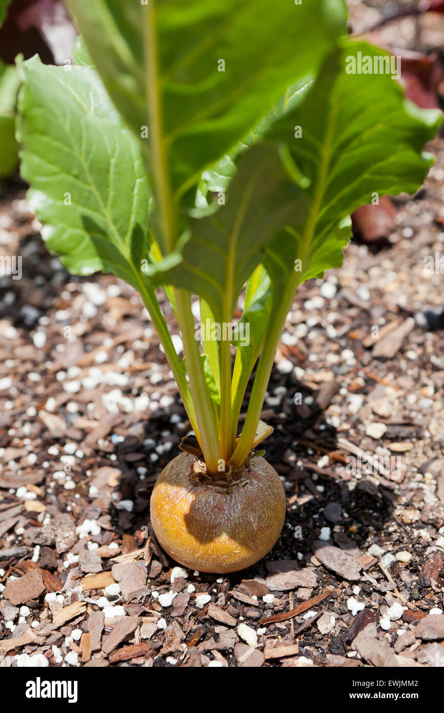 Boldor beet in garden (Beta vulgaris) - USA Stock Photo