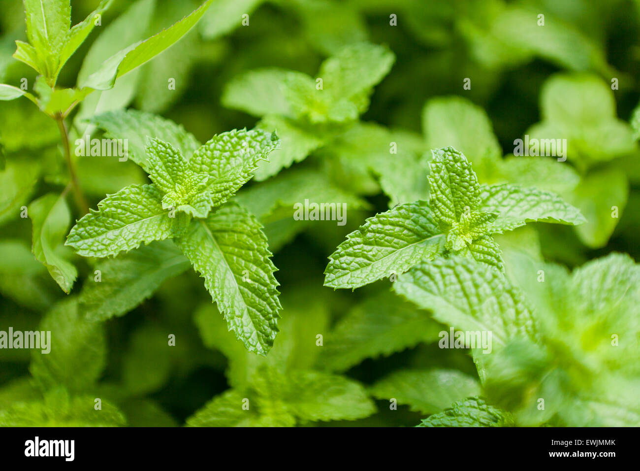 Orange mint (Mentha aquatica var. citrata) Stock Photo