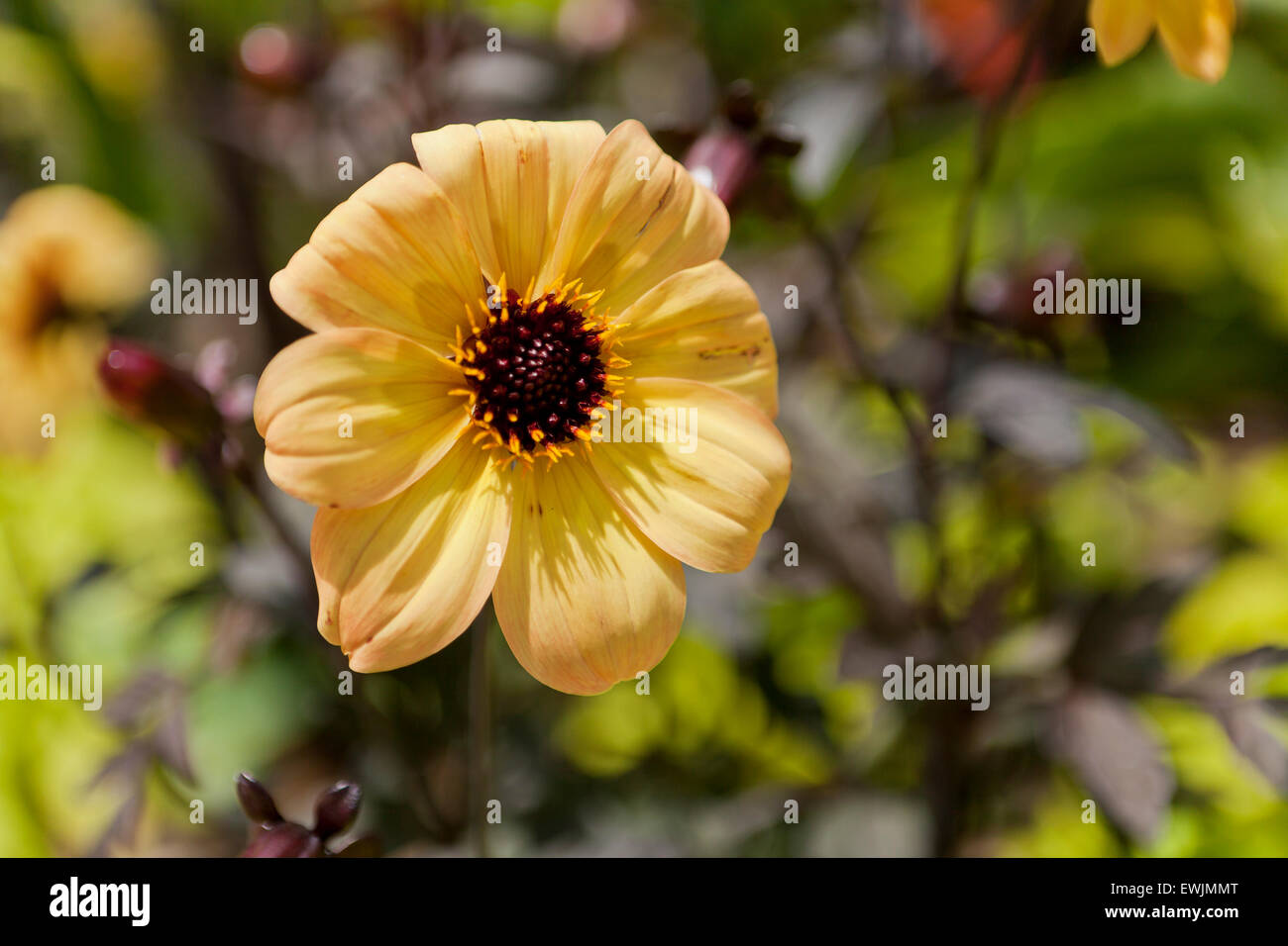 Dahlia hybrid "Mystic Illusion" - USA Stock Photo