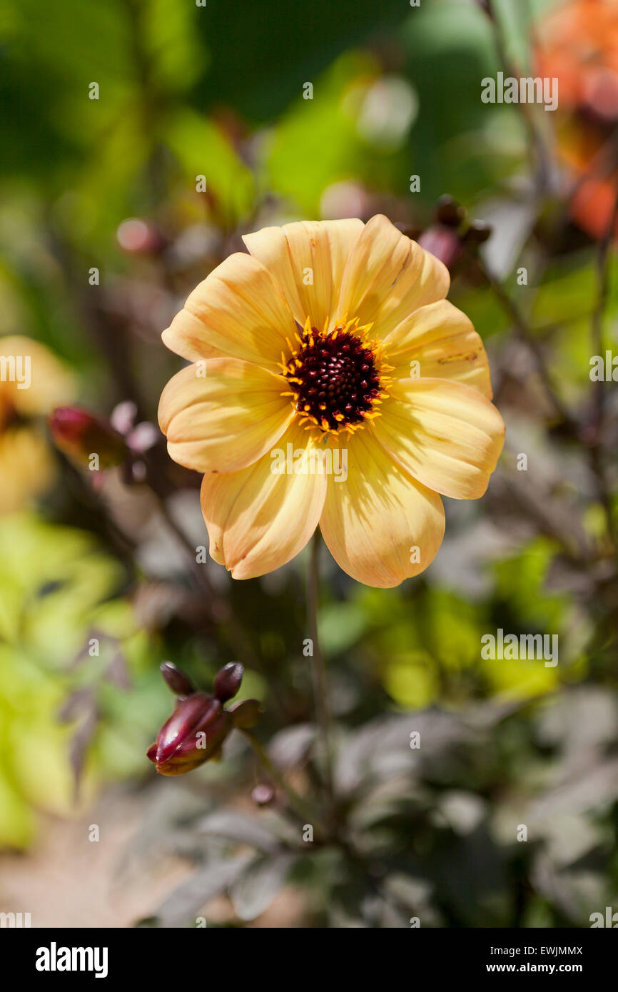 Dahlia hybrid "Mystic Illusion" - USA Stock Photo
