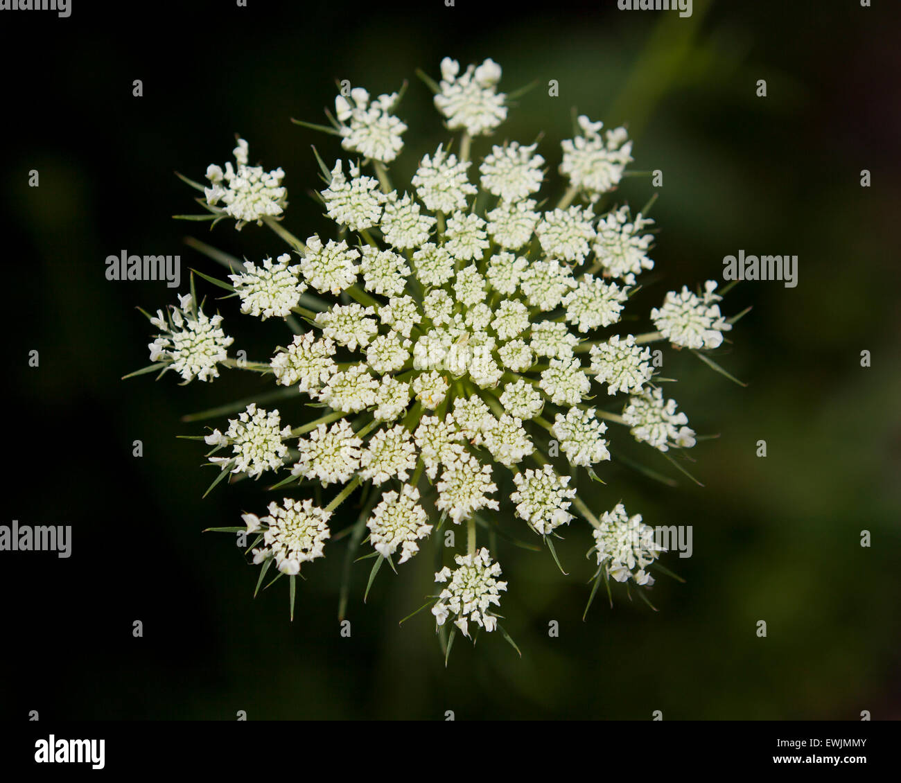 Giant hogweed flowers (Heracleum mantegazzianum) - USA Stock Photo