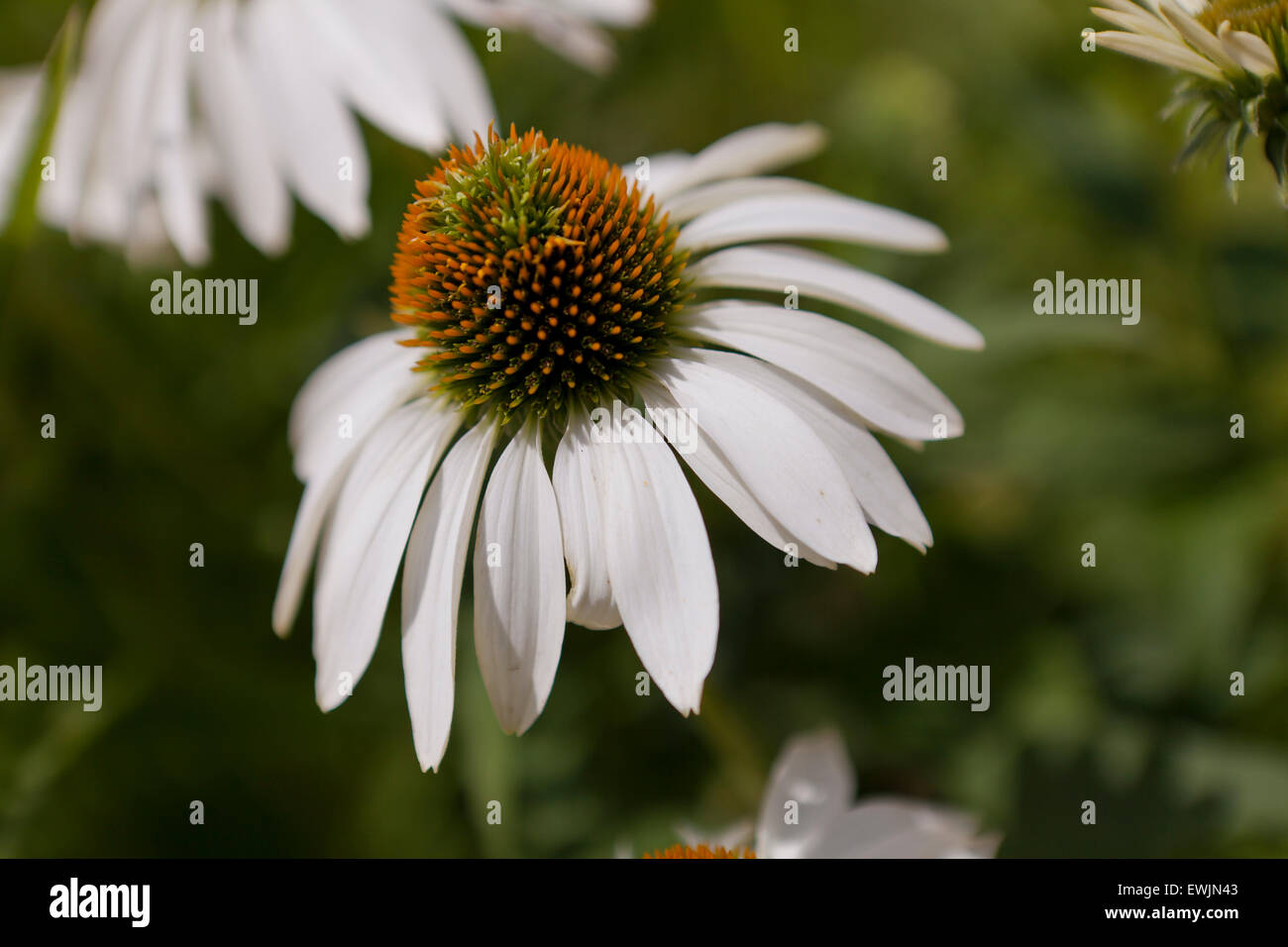 White coneflower (Echinacea purpurea) "White Swan" - USA Stock Photo