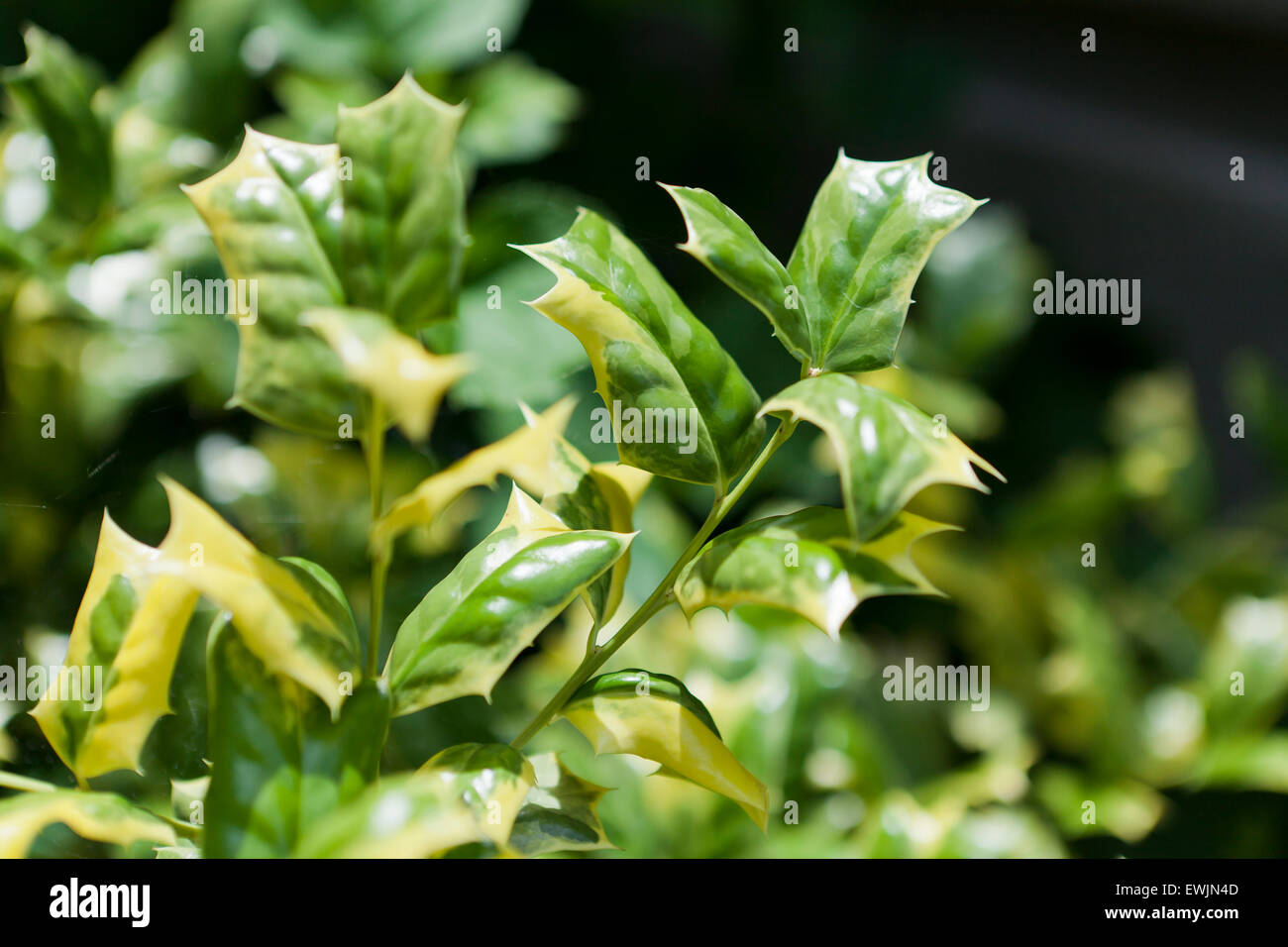 O Spring Chinese holly plant leaves (Ilex cornuta) Stock Photo