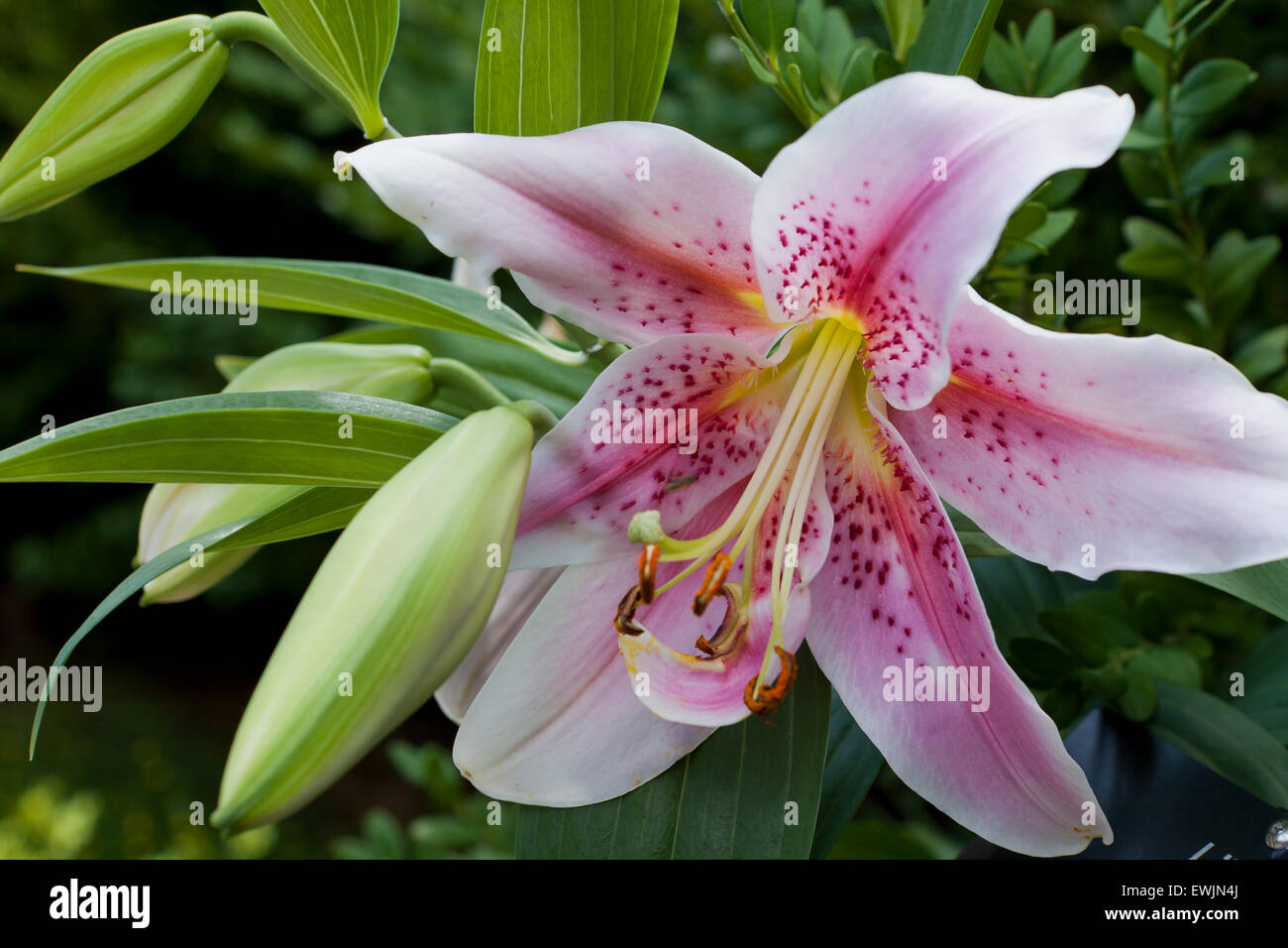 Mona Lisa Oriental lily flower (Lilium Stock Photo Alamy