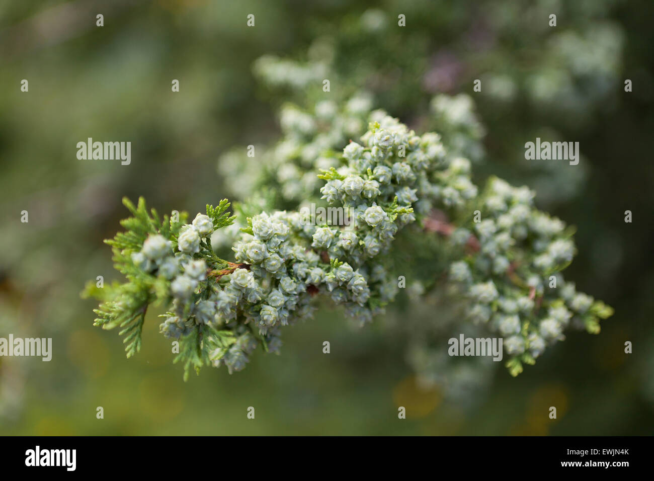 Hopkinton Atlantic white cedar tree cones (Chamaecyparis thyoides) - USA Stock Photo
