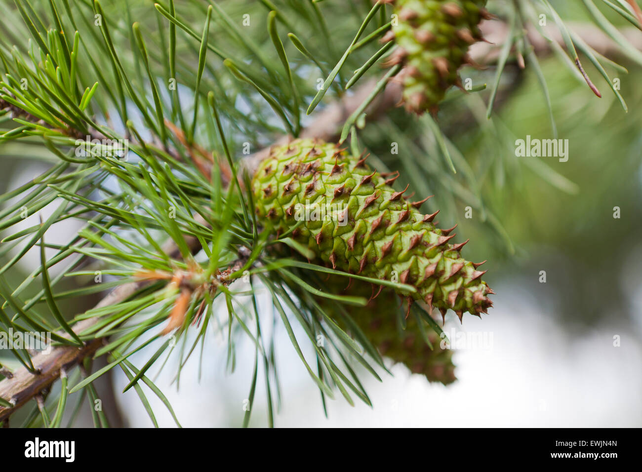 Virginia pine leaves and cones (Pinus virginiana) - Virginia USA Stock Photo