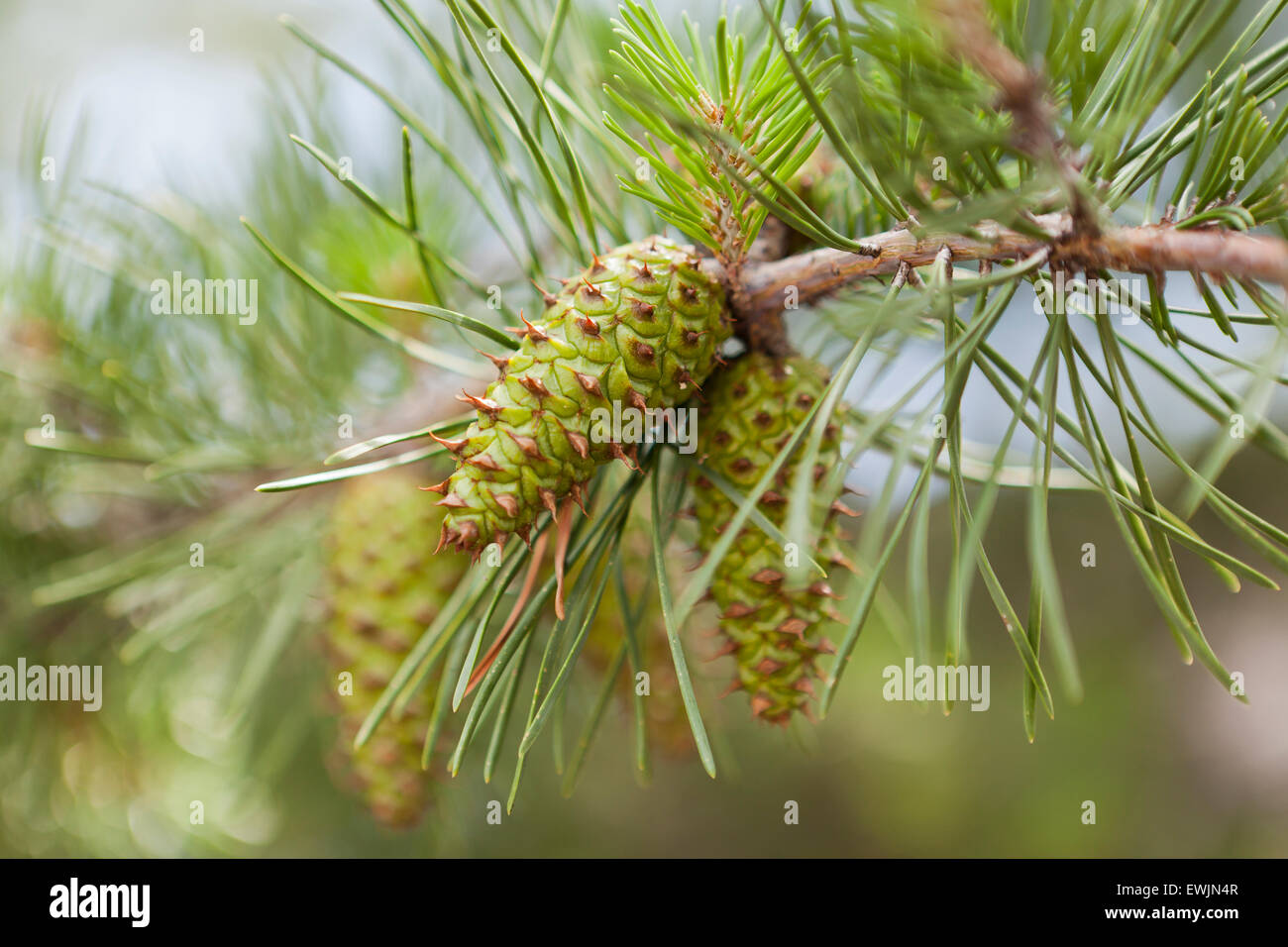 Virginia pine leaves and cones (Pinus virginiana) - Virginia USA Stock Photo