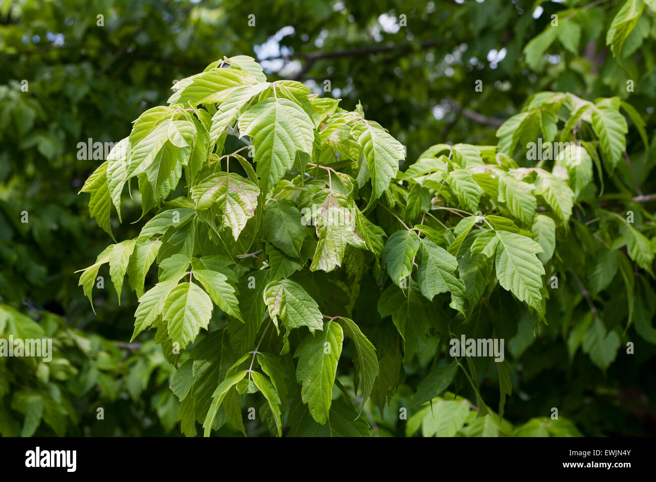 Kelly's Gold box elder tree leaves (Acer negundo) - USA Stock Photo