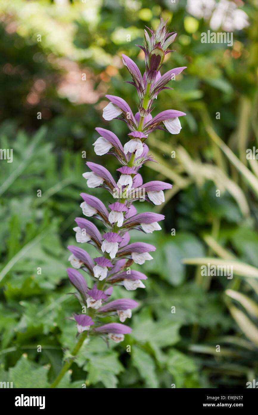 Spiny bear's breeches flower (Acanthus spinosus) Stock Photo