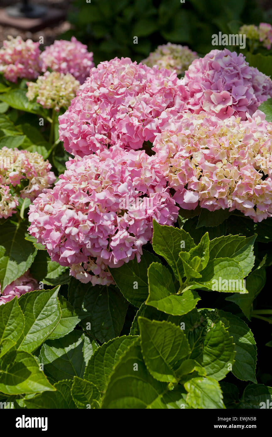 Hydrangea macrophylla hi-res stock photography and images - Alamy