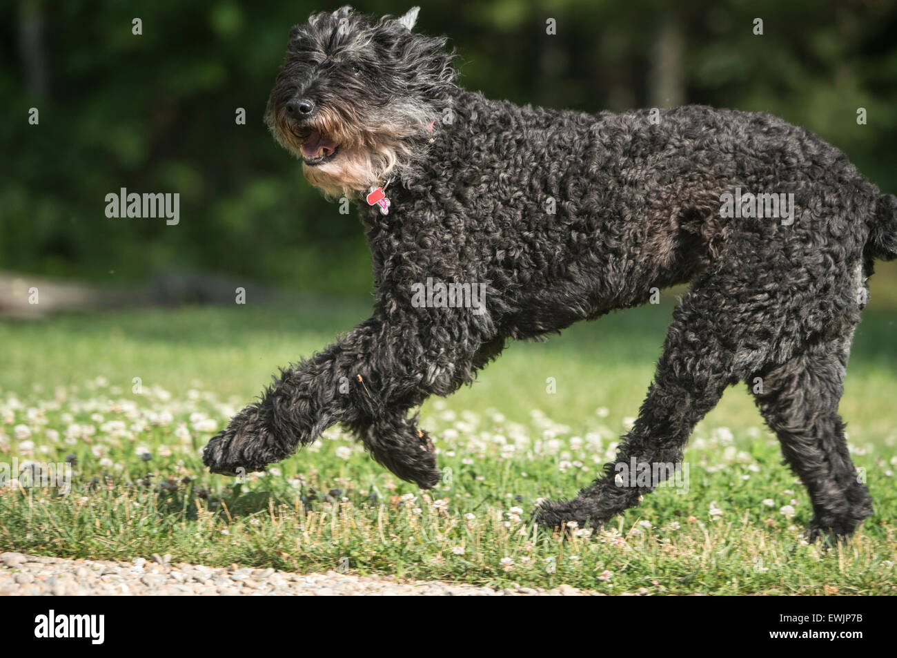 Bouvier des Flandres dog running Stock Photo