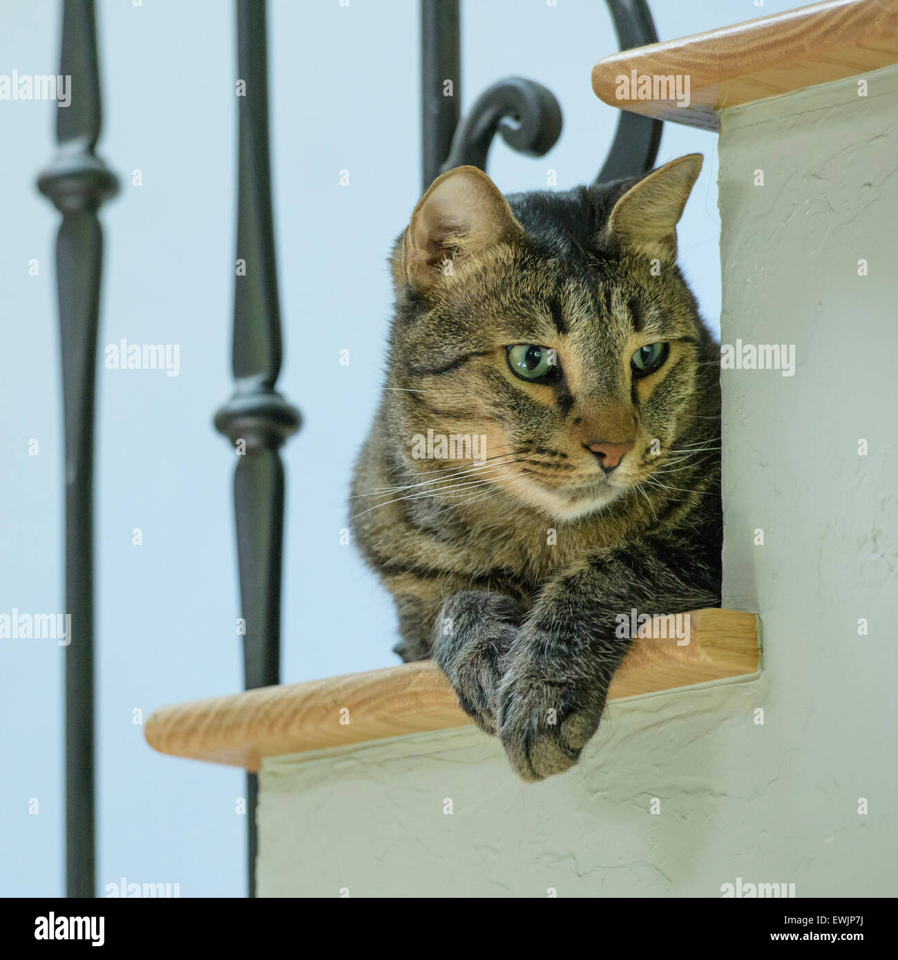 Domestic Gray Tabby male pet cat Stock Photo