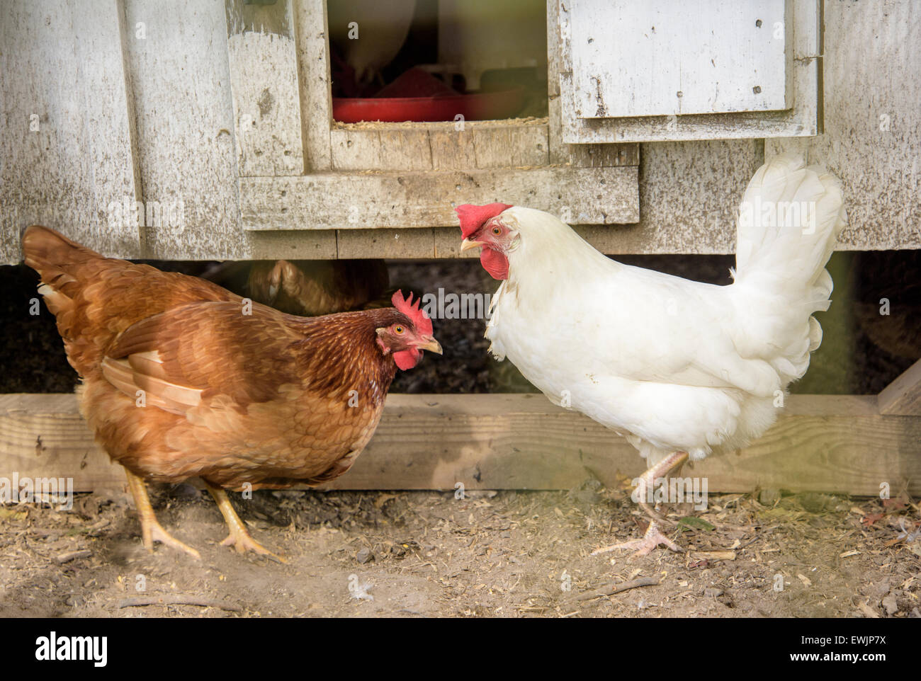 Hens in chicken coop Stock Photo