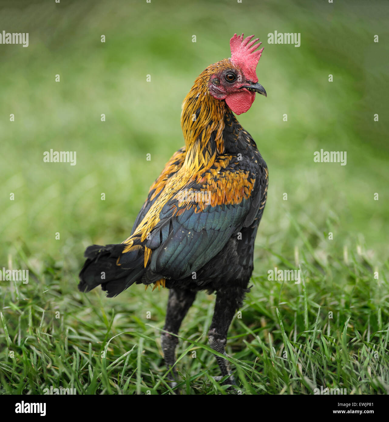 chicken hen in grass yard Stock Photo