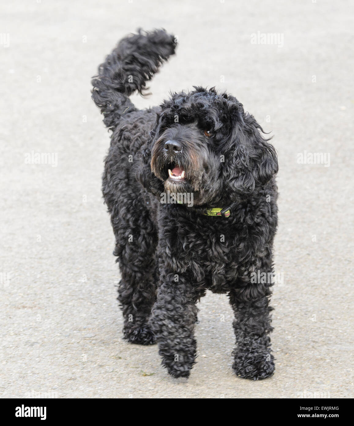 How Much Does A Black Russian Terrier Eat