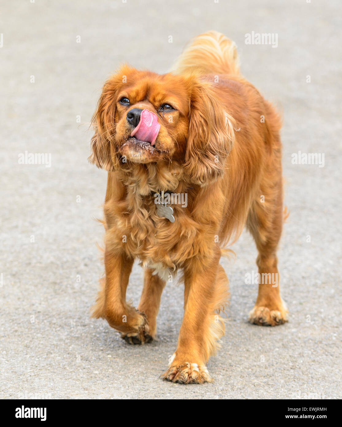 Chestnut coloured Cavalier King Charles Spaniel dog, standing with it's tongue out. Stock Photo