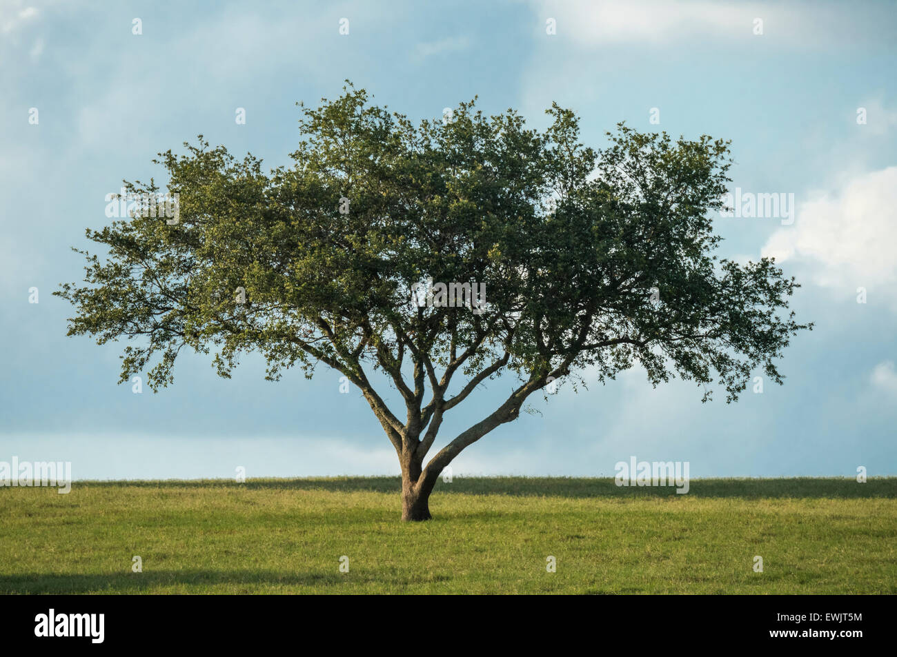 Oak Trees on horizon with clouds Stock Photo