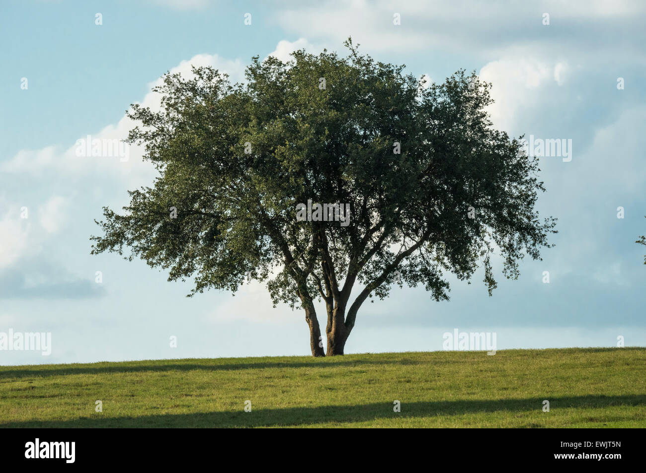 Oak Trees on horizon with clouds Stock Photo
