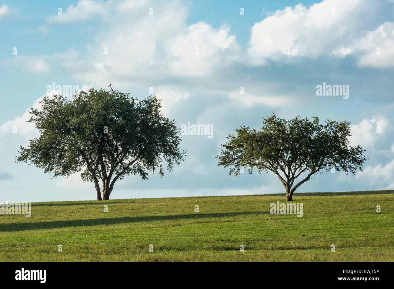 Oak Trees on horizon with clouds Stock Photo