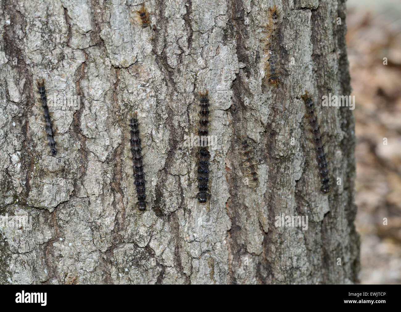 Gypsy moth caterpillars, Lymantria dispar, on trunk of tree, NJ, eastern N.A. Stock Photo