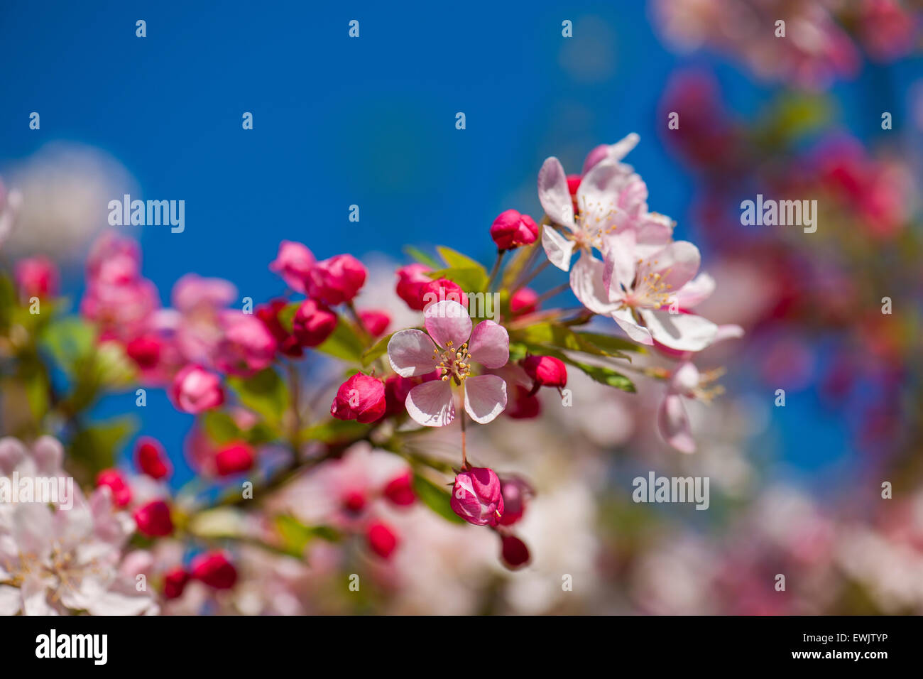 apple tree bloom Stock Photo Alamy