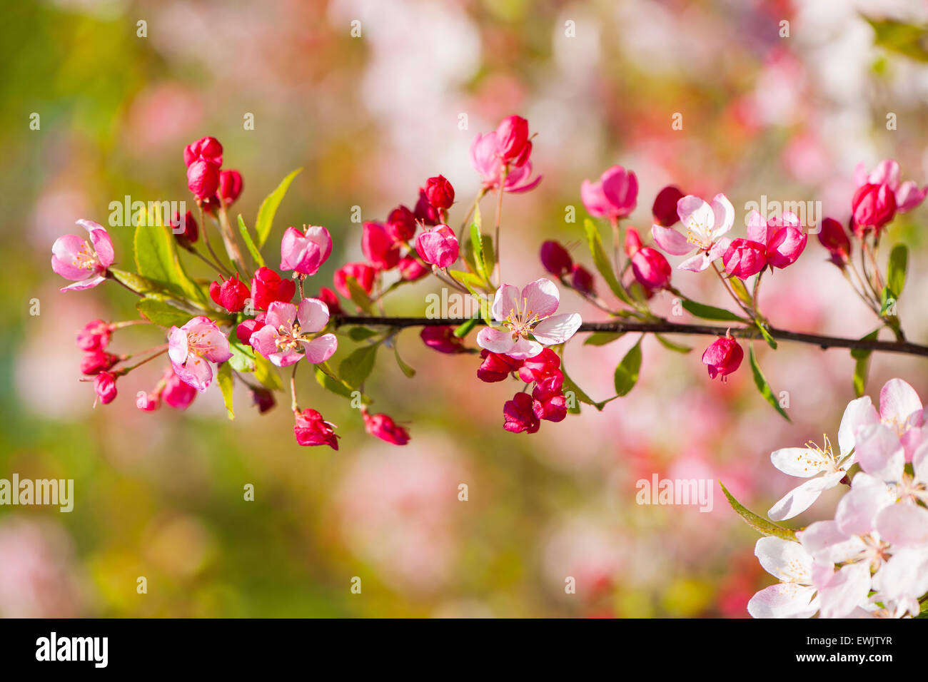 apple tree bloom Stock Photo Alamy