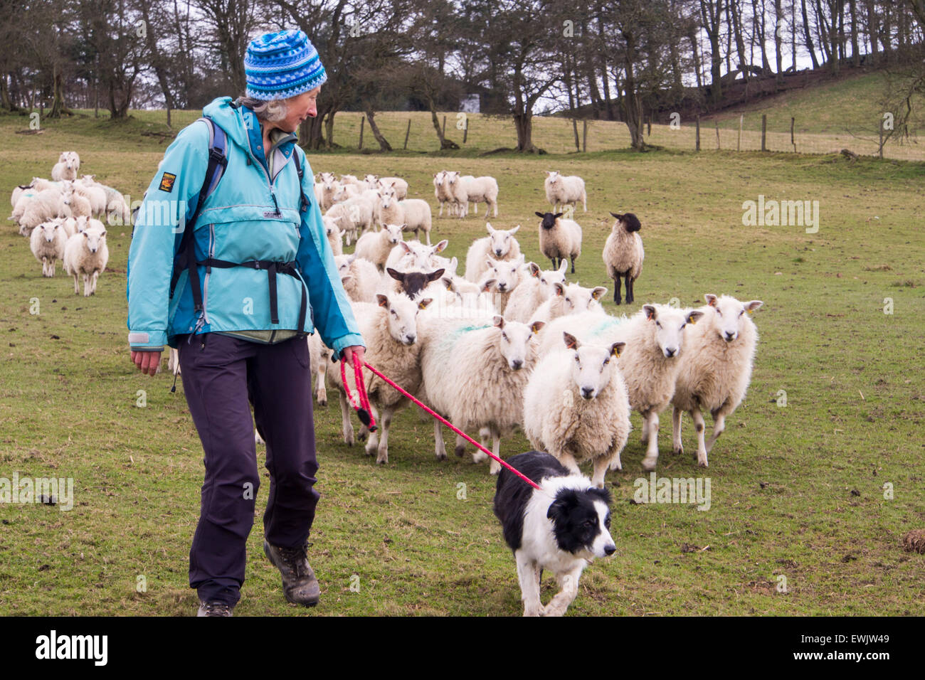 A woman walking on the Offa's dyke footpath with a Border Collie dog through a field of sheep near Newchurch, Wales. Stock Photo