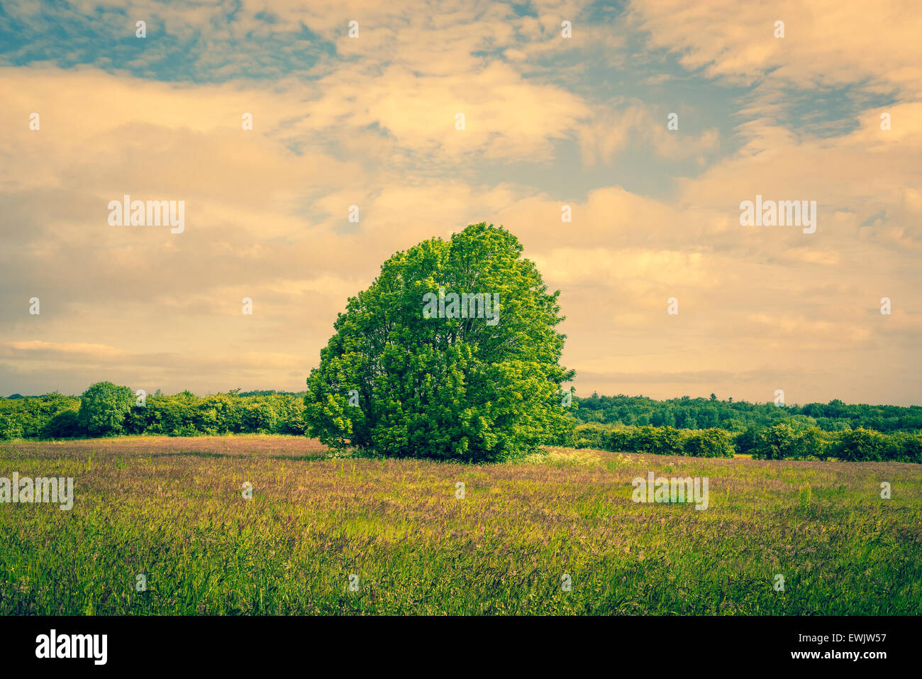 Big tree on green field hi-res stock photography and images - Alamy