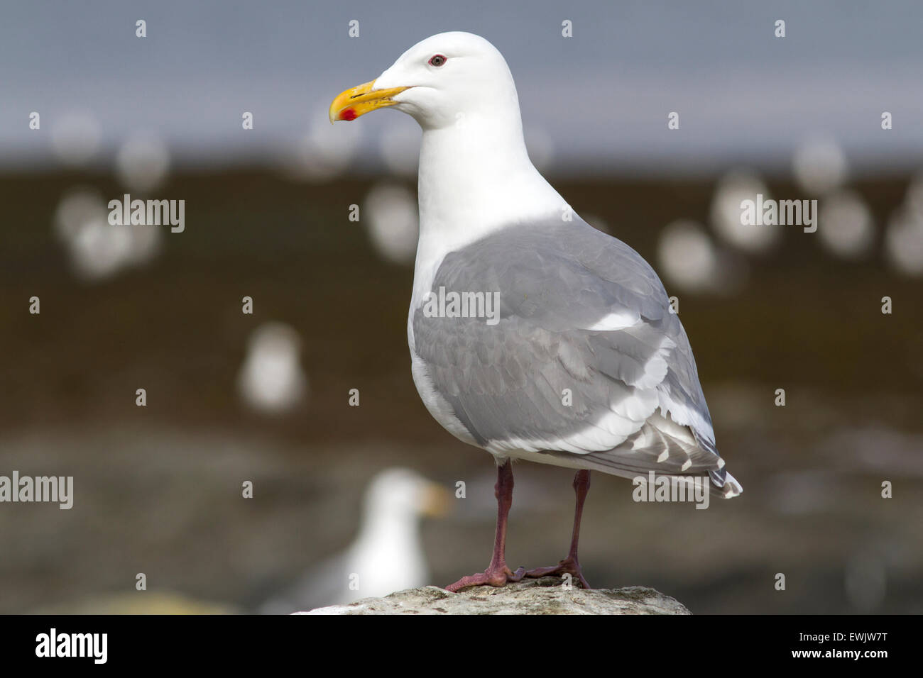 Glaucous-winged gull that sits on a rock at low tide stripe background Stock Photo
