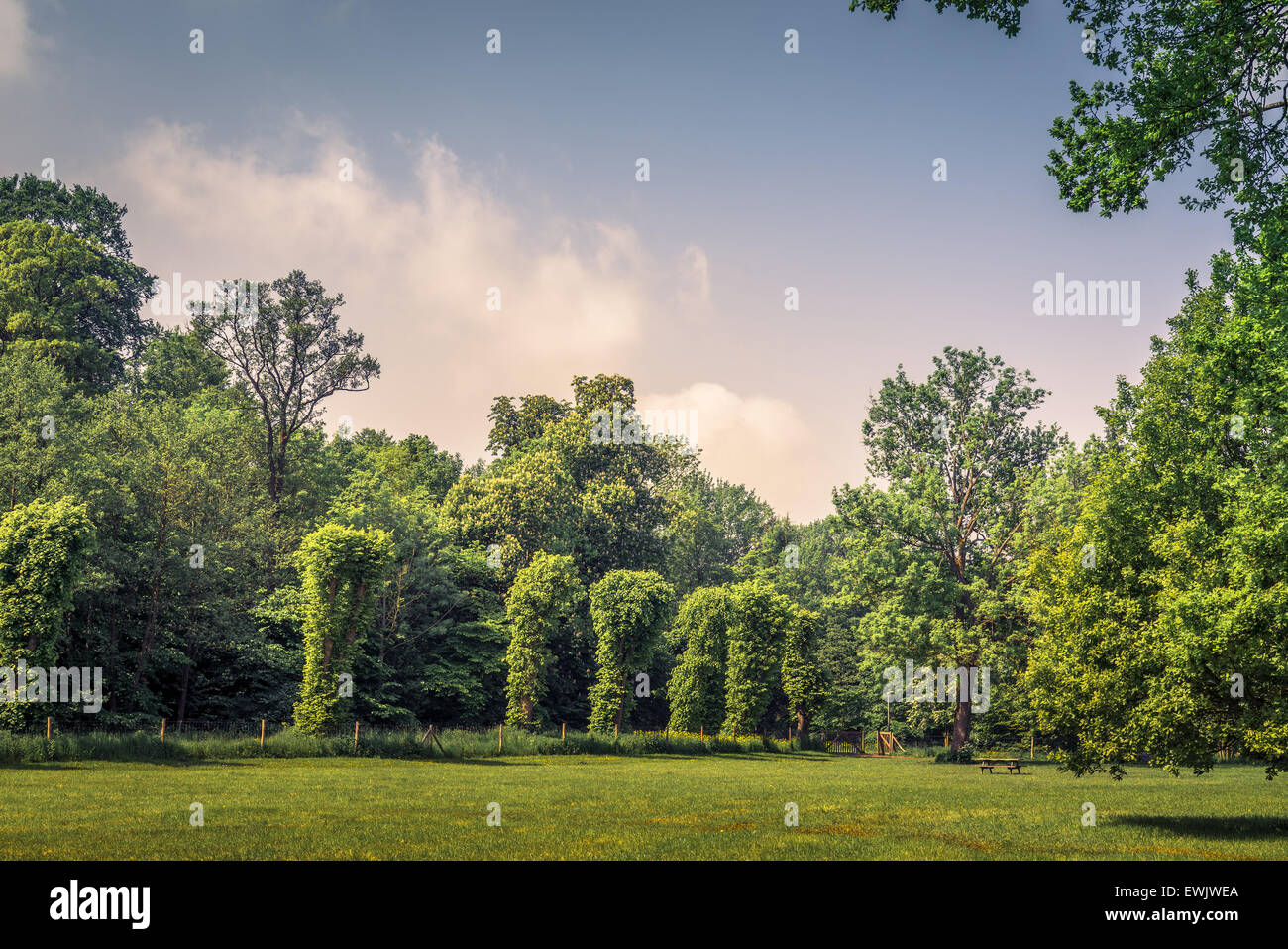 Park with various green trees and blue sky Stock Photo - Alamy