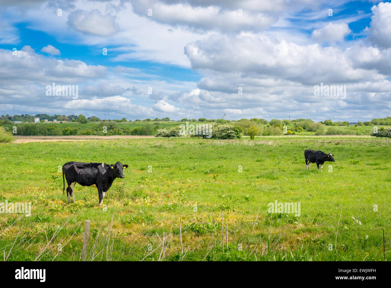 Two cows grazing on a green field in the summertime Stock Photo - Alamy