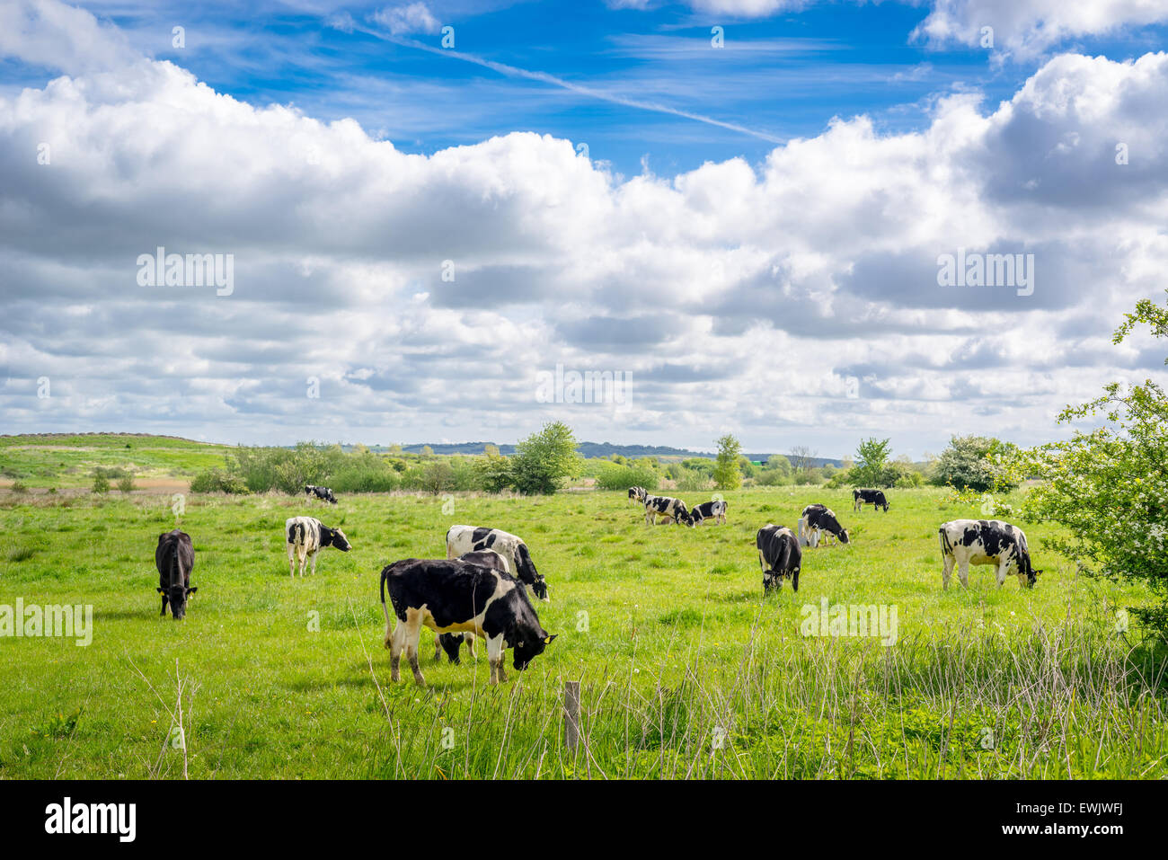 Cows on green grass in the summertime Stock Photo - Alamy