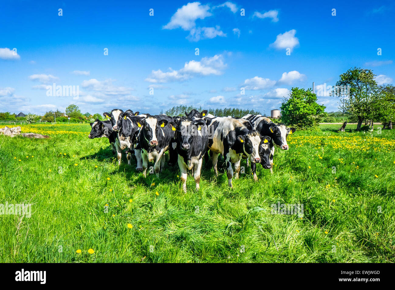 Black and white cows on a green field Stock Photo - Alamy