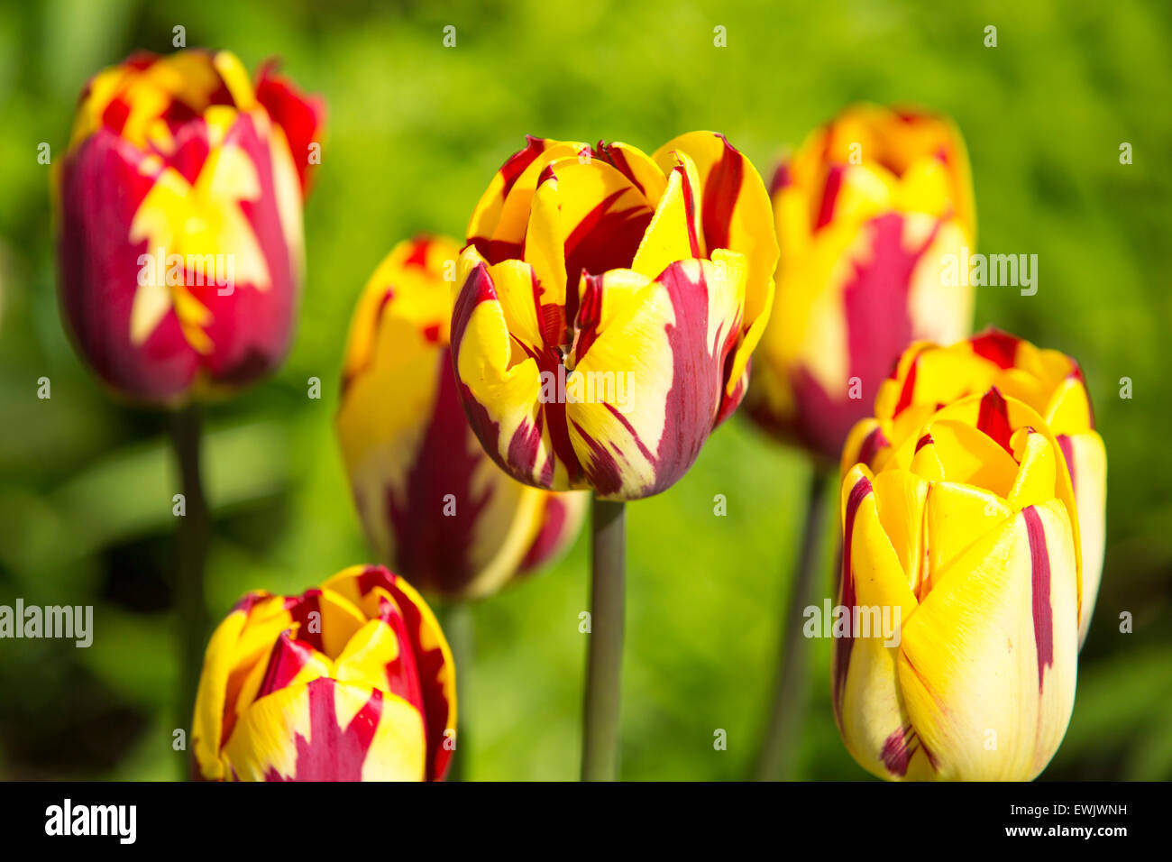 Red and yellow tulips growing in Holehird Gardens, Windermere, UK. Stock Photo