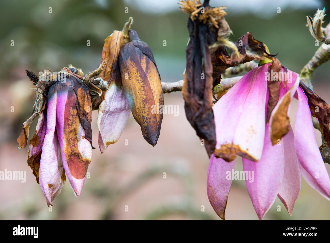 Magnolia flowers that have been damaged by a late Spring frost in