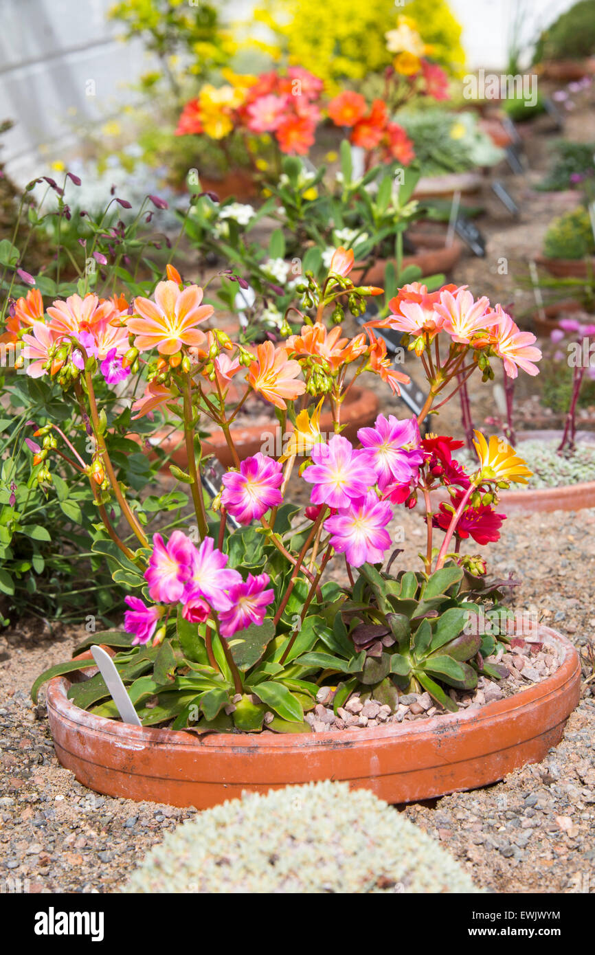 Lewisia plants growing in an Alpine greenhouse at Holehird Gardens, Windermere, Cumbria, UK. Stock Photo