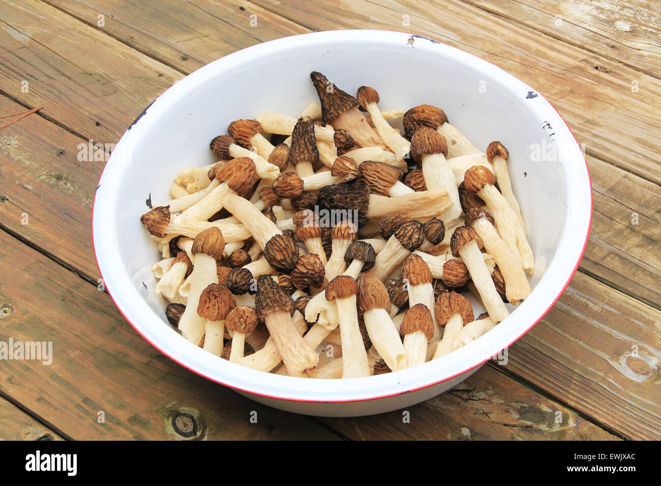 White Dishpan with Morel Mushrooms Stock Photo