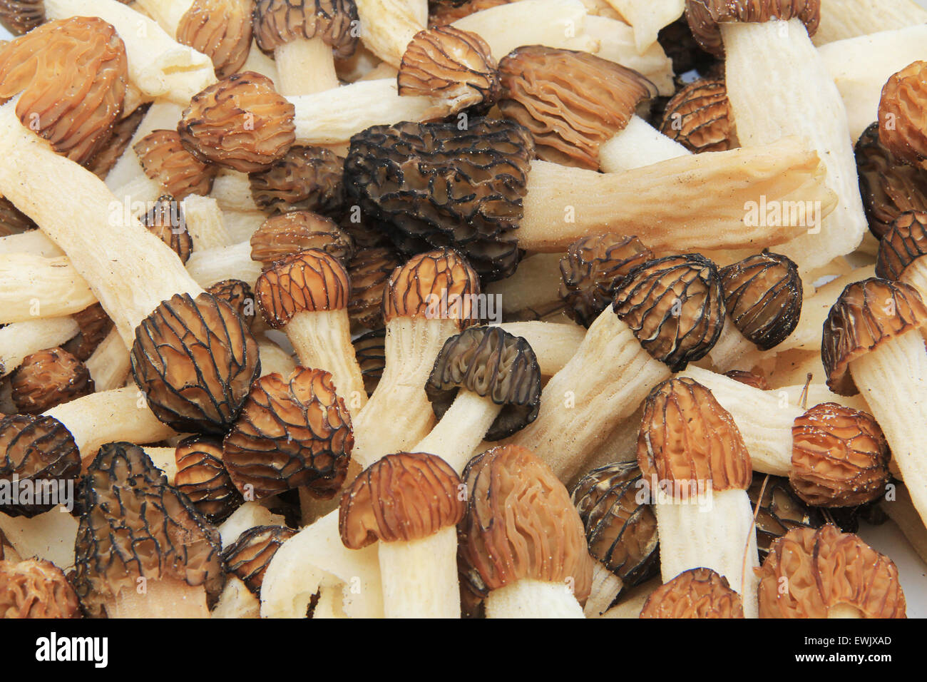 Close-up of a Bunch of Wild Morel Mushrooms, Kalamazoo, MI Stock Photo