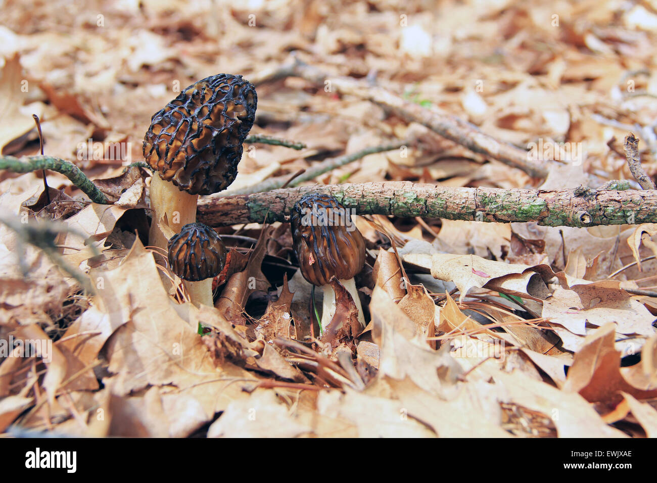 Close-up of Morel Mushrooms in the Wild Stock Photo