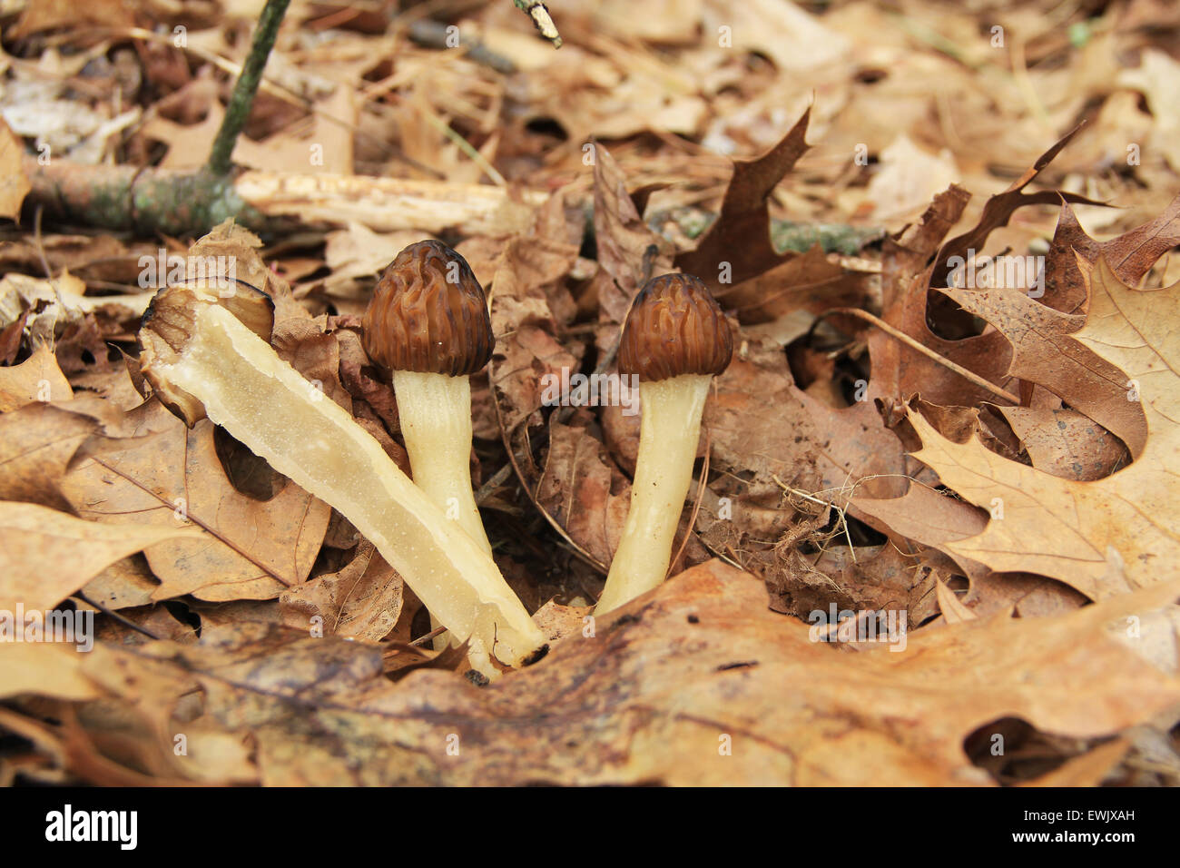 Close-up of Morel Mushrooms in the Wild. Stock Photo