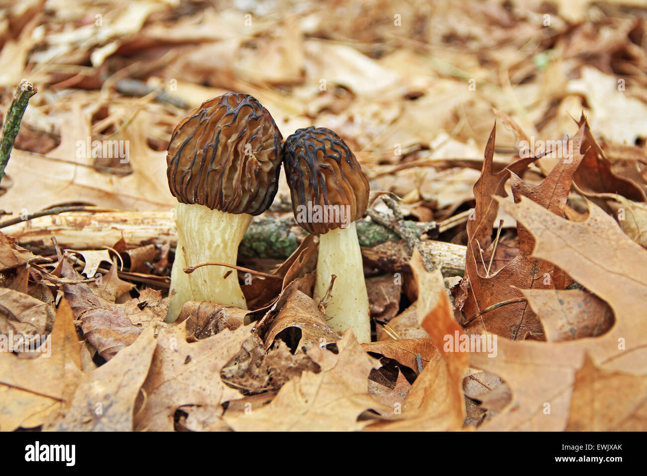 Close-up of Morel Mushrooms in the Wild Stock Photo