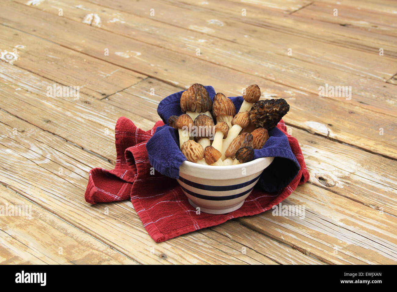 Wild Morel Mushrooms in a Crock with Towels Stock Photo