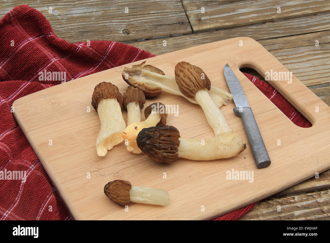 Wild Moral Mushrooms on a Cutting Board Stock Photo