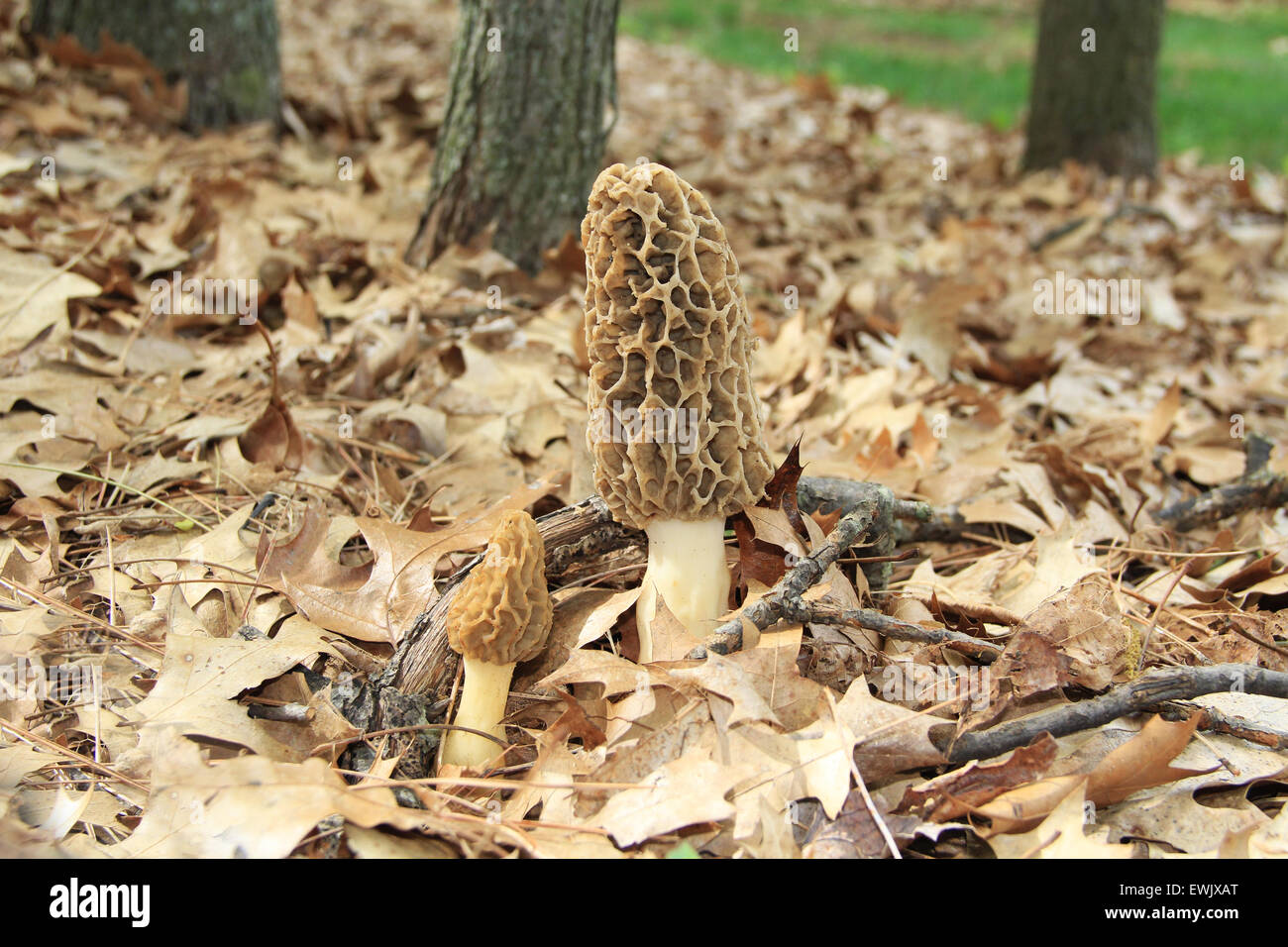Close-up of a Huge Morel Mushrooms in the Wild Stock Photo
