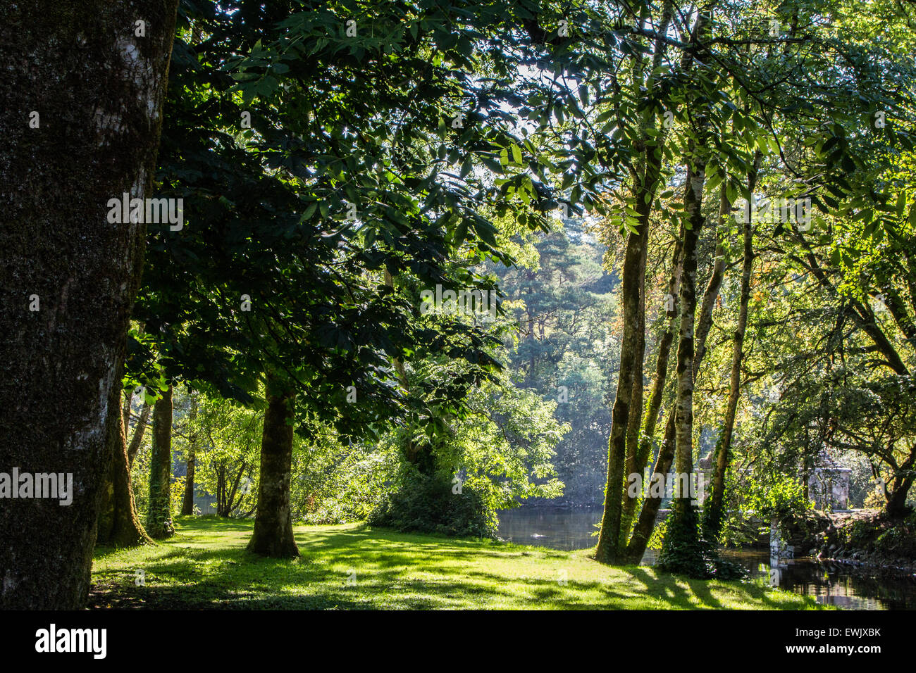Woodland in Cong, Ireland Stock Photo Alamy