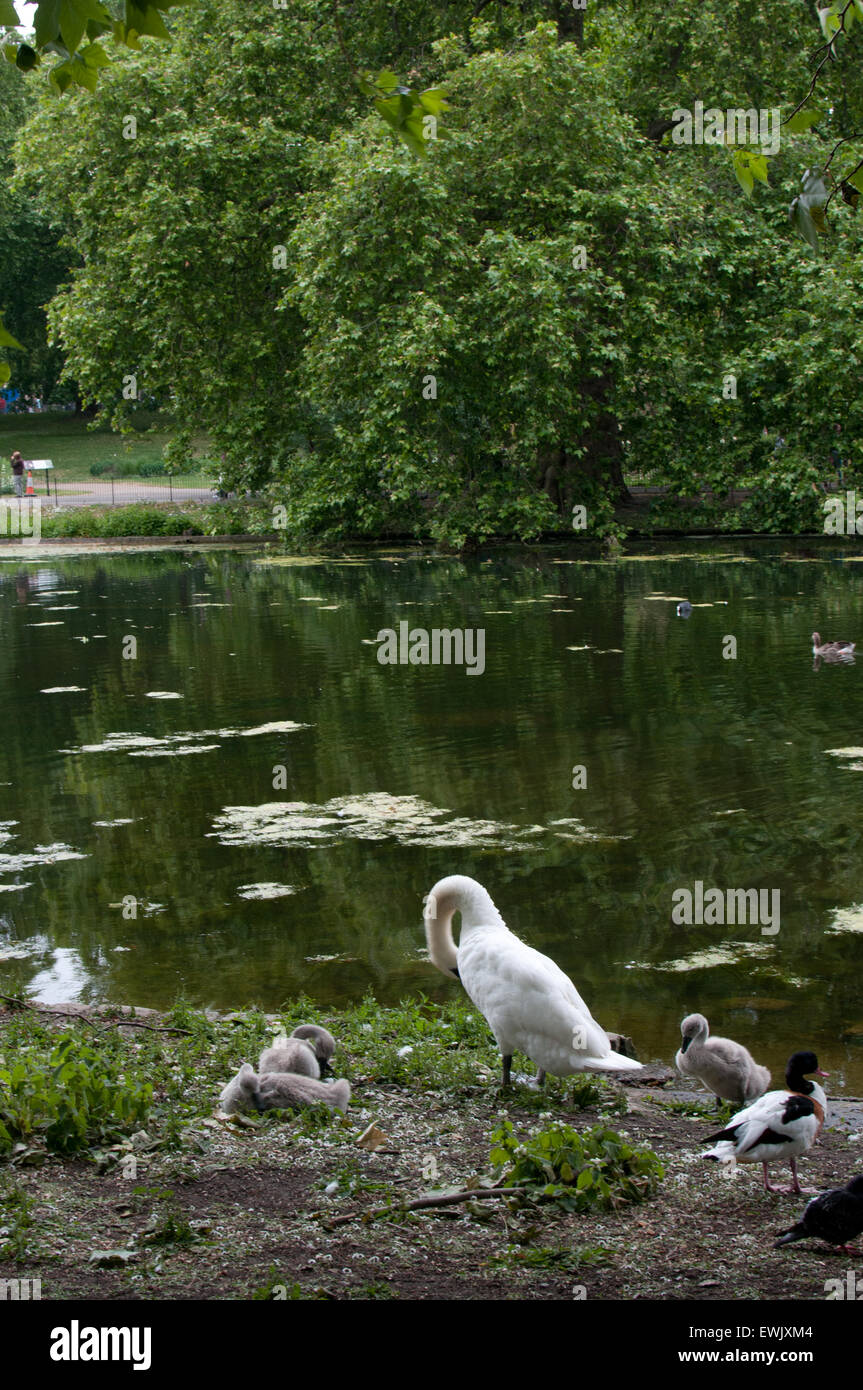 Birds by pond St James Park London Stock Photo Alamy