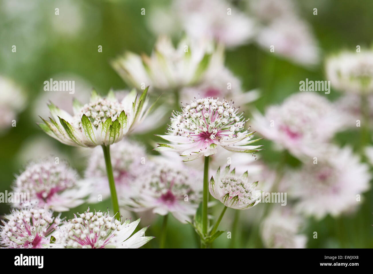 Astrantia major. Masterwort flowers. Stock Photo